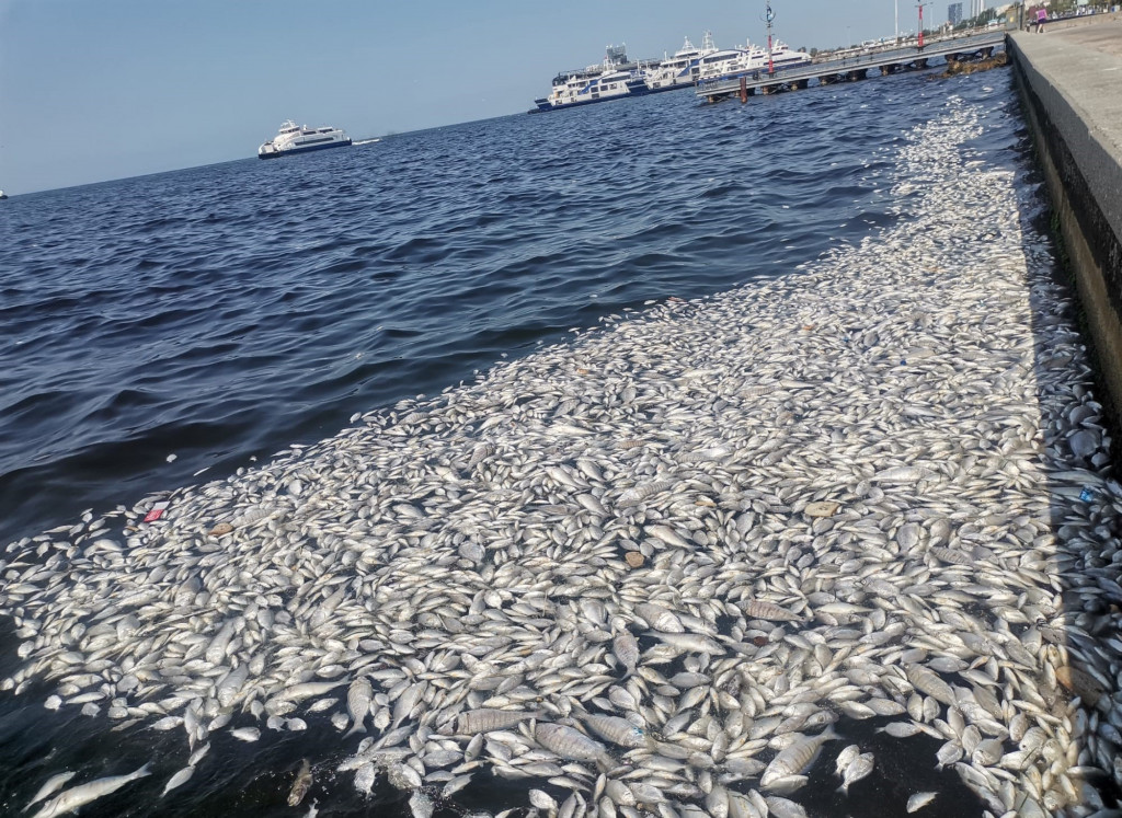 Yazıklar olsun! Çevre Bakanlığı, İzmir Körfezi’nin temizliği için 1 kuruşluk ödenek ayırmadı!